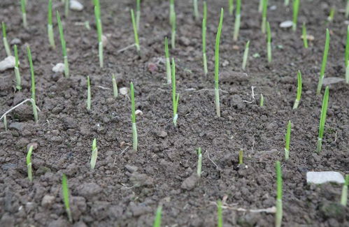 耐旱花种推荐：省心又省钱