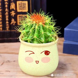 仙人球的花语是什么？它背后有哪些美丽的传说故事呢