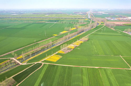 春日生机，绿意盎然