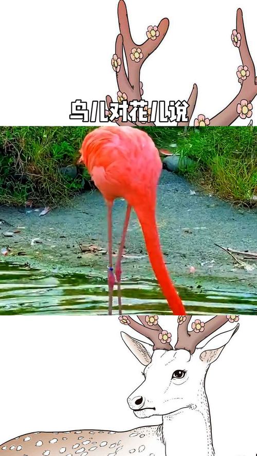 花儿对鸟儿说那是什么花儿