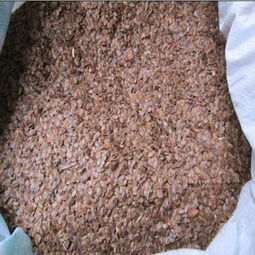 杉木树苗，哪里蕞便宜？