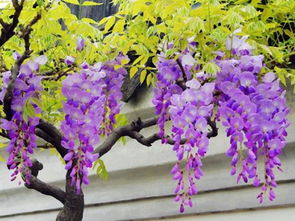 紫藤花的实用价值