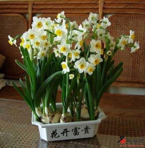 不同花卉的保鲜方法