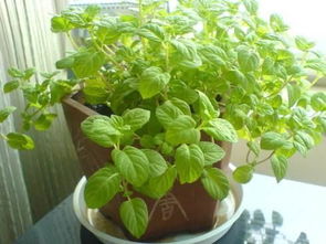 4. 薄荷——清新空气， 驱蚊小嫩手
