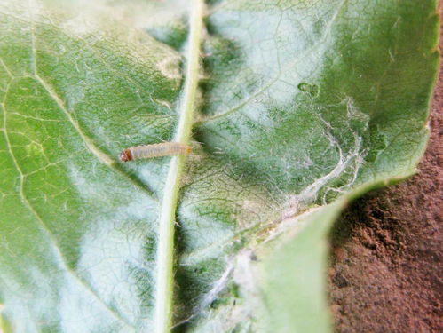 线虫的免疫反应