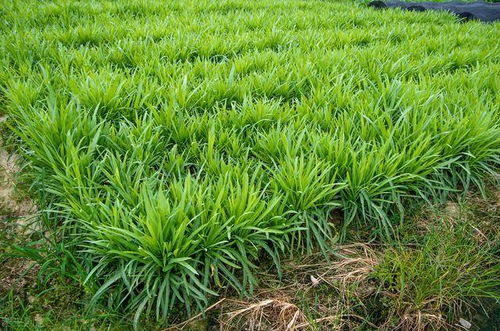 柴胡种植，光照充足是关键