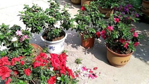 杜鹃花扦插：避开浇水量大、光照不足、土壤不透气的陷阱