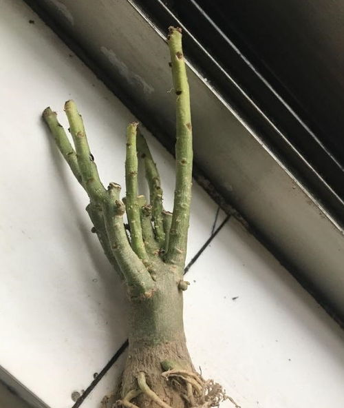 散尾葵烂根是何原因，为何它如此容易烂根呢