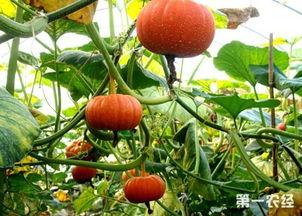贝贝南瓜怎样科学种植才能达到高产