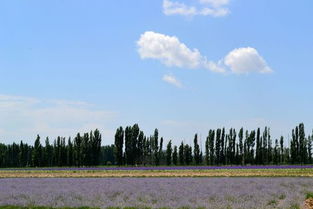芦苇在长江流域的种植情况