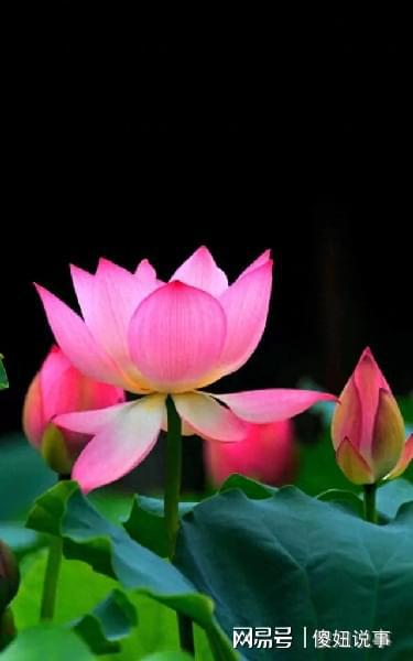 紫藤花的花开花谢，是否寓意着人生无常