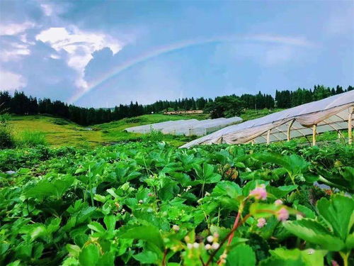 海拔2000米以上地区种植草类植物的适宜选择
