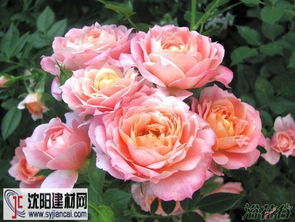 布里奥萨月季， 花开花落间的美丽传奇