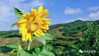 二、 向日葵：阳光向日心情愉悦