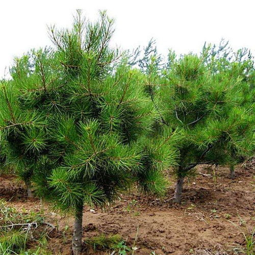 播种：小珍珠的播种时光