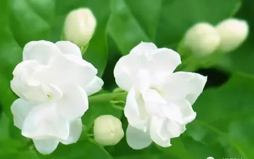 茉莉花送人有什么特别的寓意和情感表达