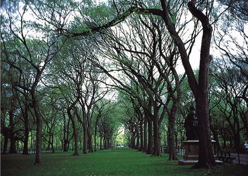 造型树界的颜值担当：那些既嫩美美哒又好造型的花木