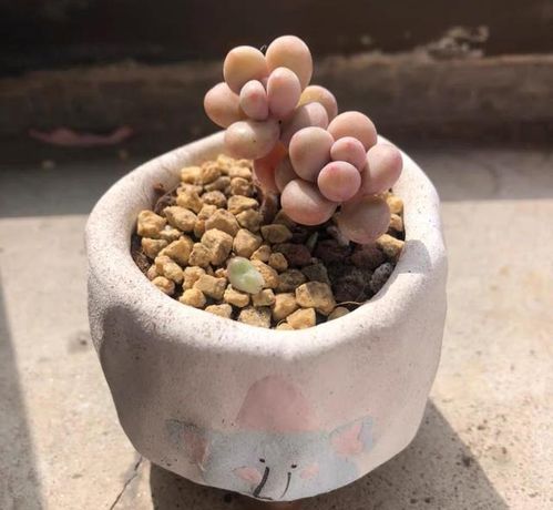 生石花烂掉，是浇水过多还是土壤问题