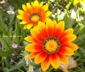 勋章菊：花中的勋章