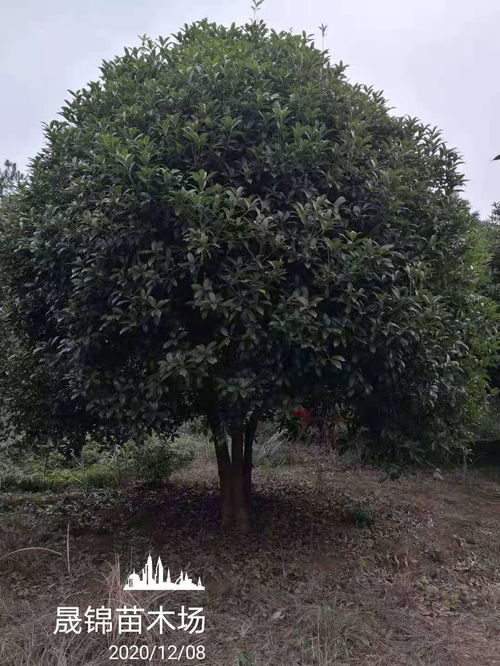 想看桂花树图片大全吗？这些美得让人陶醉
