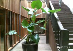 鸟巢花的摆放位置