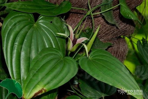 百菌清：蟹爪兰的守护神