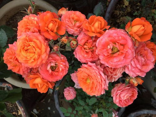 这花儿到底有多美