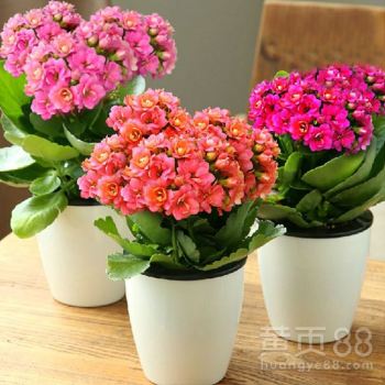 有哪些白色适合室内种植的花卉，既美观又易于养护呢