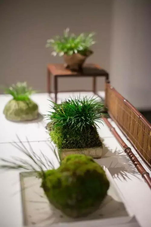 金钱蒲的美图欣赏