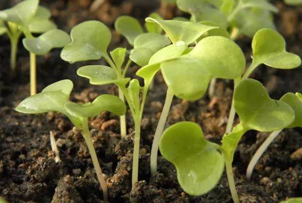 韭菜在哪个月份种植最为适宜？几月份种植韭菜最好