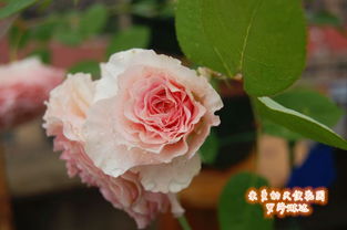 罗莎琳达月季的花期大揭秘