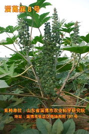 蓖麻催芽，温度控制是关键