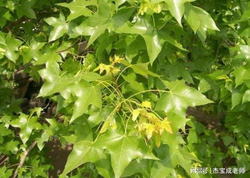 五角枫种子，你认识它吗？