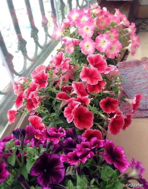 红红火火的长寿花