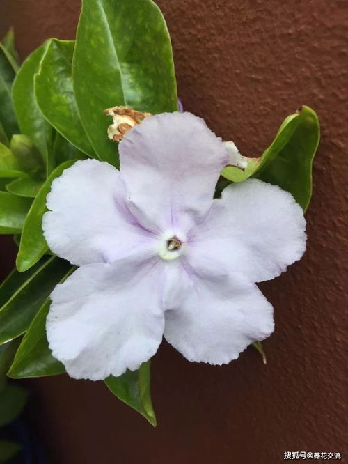 茉莉施肥，你真的懂了吗？