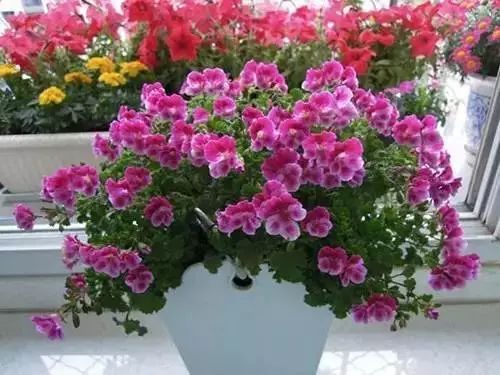 樱桃小萝卜：小巧可爱的迷你菜