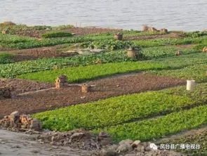 草， 是老水利专家