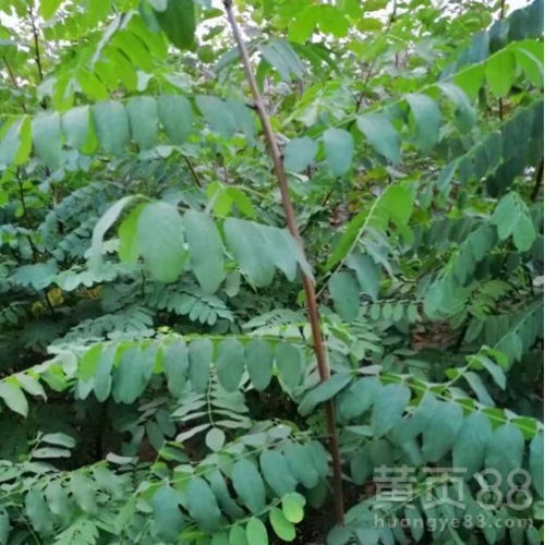 刺的用处， 不仅仅是好堪