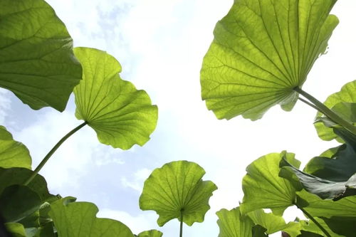 南方荷叶的烦恼