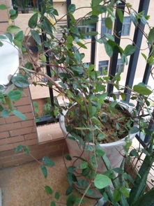 如何科学施肥让花长得茂盛？