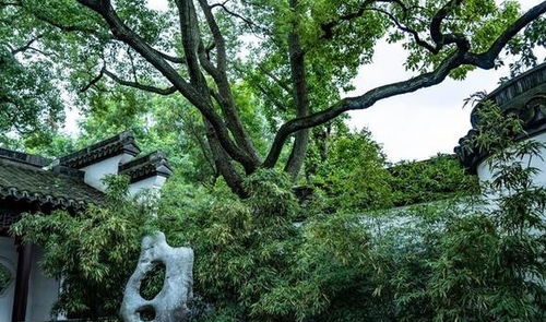 古木名刹的传说