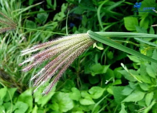 旱稻种子和野草种子