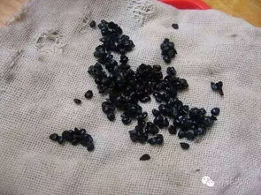 种子分布的均匀性有何讲究？