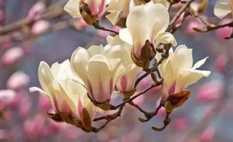 种子选择与处理，关键第一步