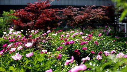 养花新手指南：11月南方种花全攻略