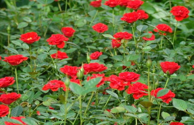 播种繁殖，种子选择要仔细