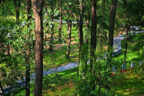 暴雨预警时哪些植物在值夜班？