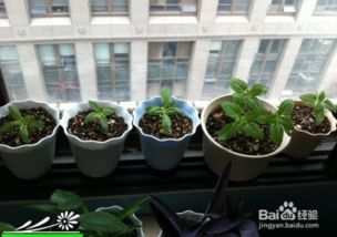 向日葵种植的催芽技巧