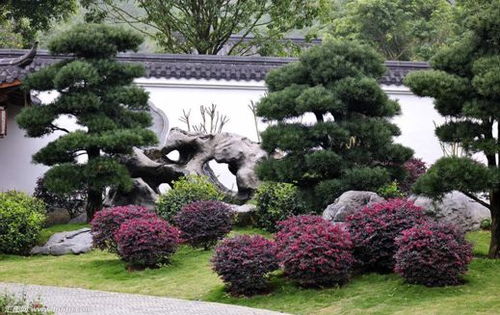 南京中山植物园的实验数据