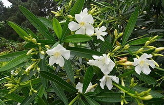 区分有毒植物，从花期开始
